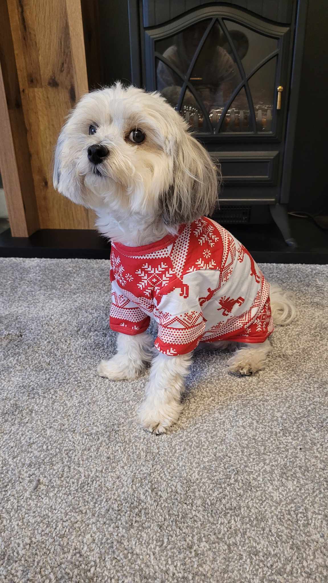 Dog Christmas Jumper