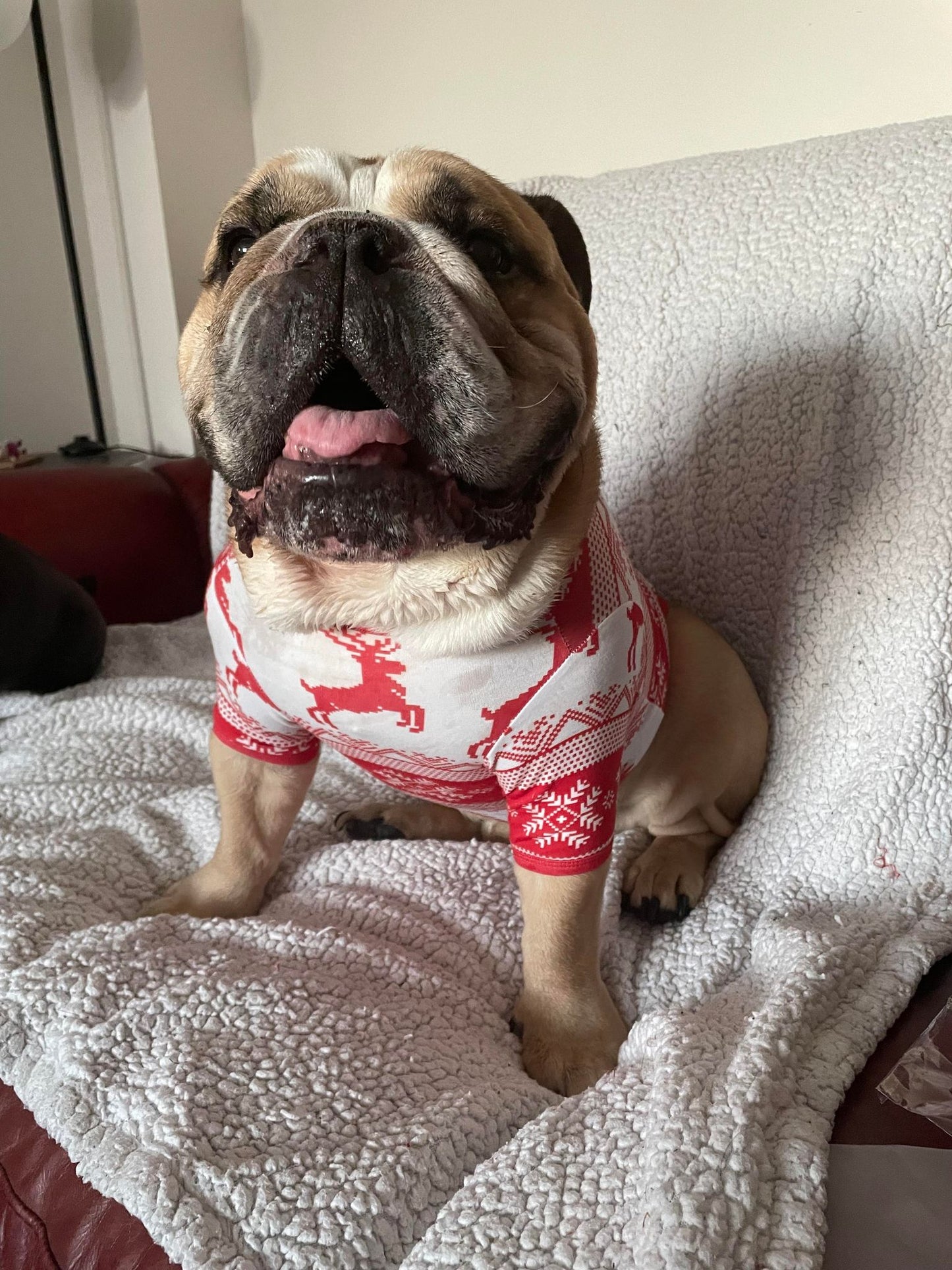 Dog Xmas PJs