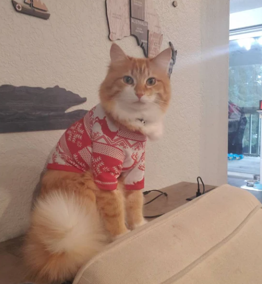 Cat Christmas PJs