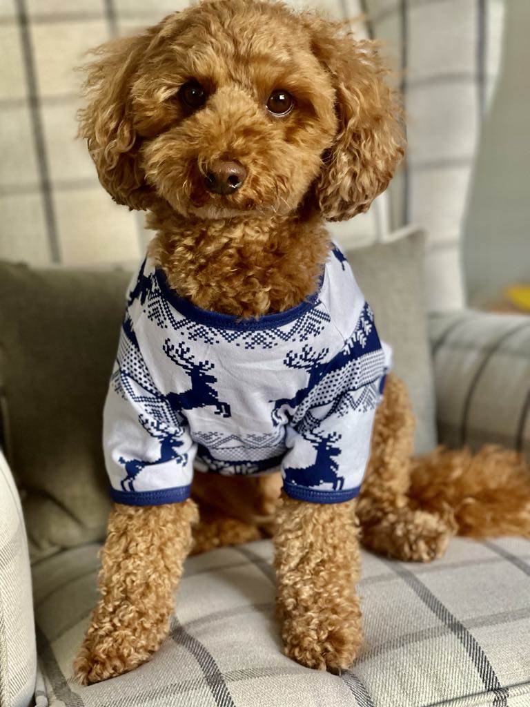 Dog Christmas Pyjamas