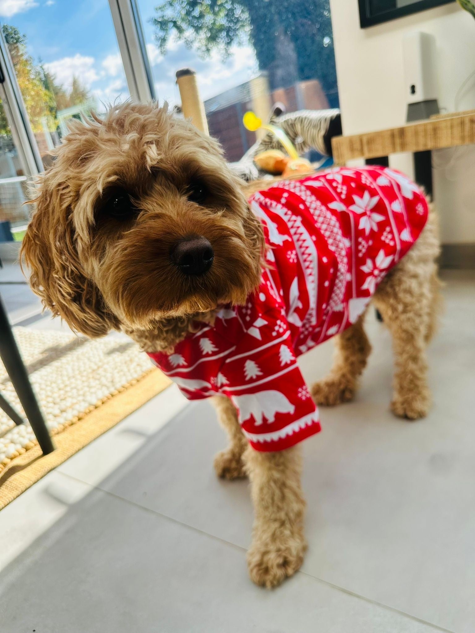 Dog Christmas PJs