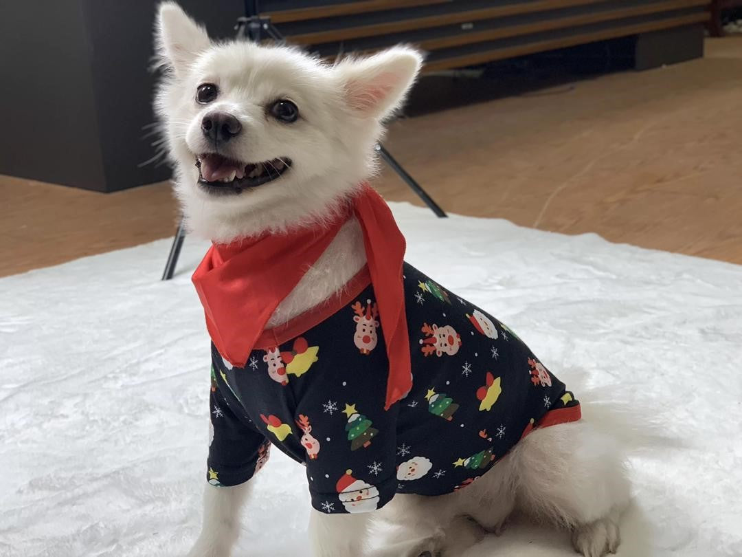 Dog Christmas PJs